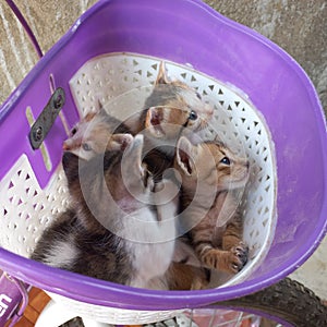 Four cute kittens are in a bicycle basket