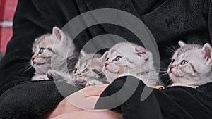 Four Cute Kittens Sitting Together Funny Turns Heads Left and Right at Same Time