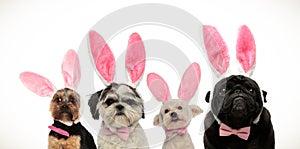 Four cute little dogs wearing bunny ears for easter