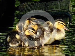 Four  cute little ducks with closed beaks are enjoying the water.