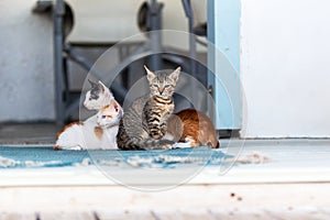 Four cute little kittens snuggling on the floor between the doors. Soft bokeh in the background