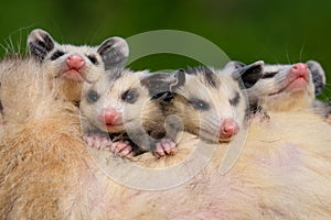 Four cute and lovable joey baby possums photo