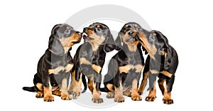 Four cute lovely puppies breed Slovakian Hund