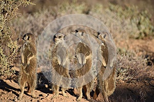 Four cute meerkat in the desert of Oudtshoorn, South Africa