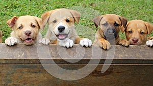 Four cute New Guinea Singing Dog mix puppies