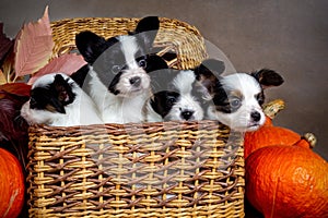 Four cute Papillon puppies in a wicker basket with orange pumpkins