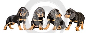 Four cute puppies breed Slovakian Hund