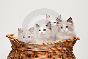 Four cute ragdoll kittens in a basket