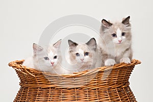 Four cute ragdoll kittens in a basket