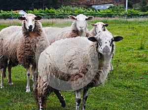 Four cute sheeps on green grass