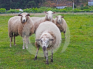 Four cute sheeps on green grass