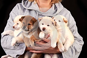 Four cute Shiba inu puppies in the hands of a breeder