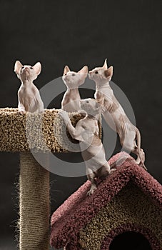 Four cute sphinx kitten photo