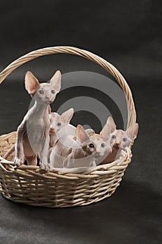 Four cute sphynx kitten photo