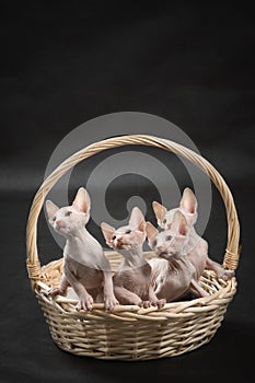 Four cute sphynx kitten photo