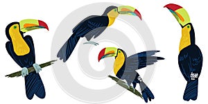 Four cute toucans, hand drawn vector set