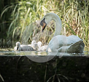 Four cygnets swimming with adult swan keeping watch at lock edge