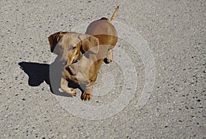 Four dachshunds on the dog show