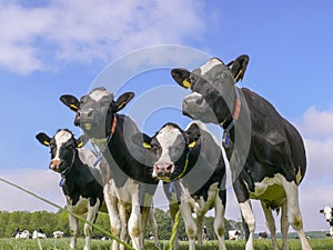 Four dairy cows, black and white Holsteins, standing in line in a meadow.