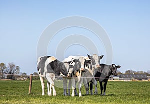 Four dairy cows, heifer, black and white Holsteins, standing in line in a meadow under a blue sky and a faraway straight horizon