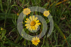 Four daisies on blur background