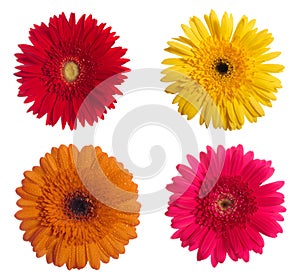 Four daisy-gerbera flowers