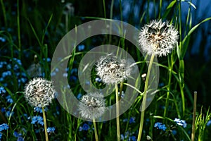 Four dandelion fluff. Spring flowers, light on the dandelion flowers