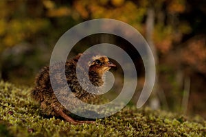 Four days old quail, Coturnix japonica.....photographed in nature