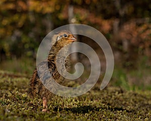 Four days old quail, Coturnix japonica.....photographed in nature