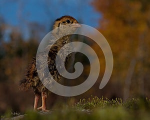 Four days old quail, Coturnix japonica.....photographed in nature