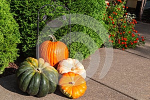 Four decorative pumpkins on the front walkway in autumn