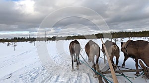 Four deer harnessed in a sled running along the tundra in winter. Russia