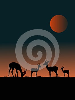 Four deer silhouettes on a hill with sunset in background