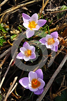 Four Delicate February Crocus Blossoms