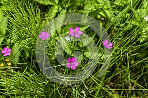 Four delicate pink flowers of the field carnation Dianthus campestris among the green grass and the common horsetail. Beautiful