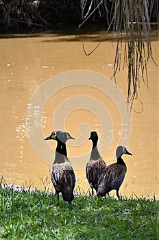 Four Dendrocygna viduata ducks on the lakeside