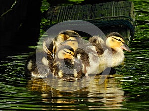 Four devine ducks with orange and brown beaks are rippling the water.