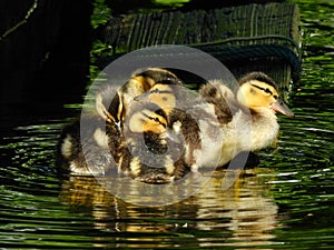 Four devine ducks with orange and brown beaks are rippling the water. photo
