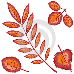 Four different autumn orange or red leaves - rowan, maple, birch, aspen - on a white background. Pattern, seamless texture