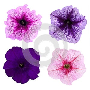 Four different petunia flowers isolated on white background.