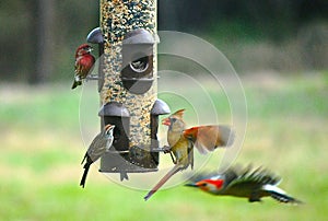 Four different species of birds at feeder