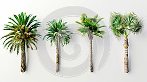 Four Different Types of Palm Trees Generative AI