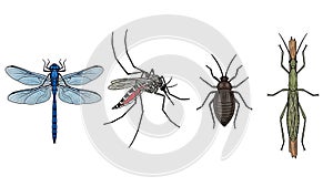 Four distinct types of insects displayed on a plain background
