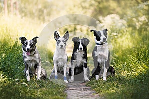 Four dogs border collie in summer