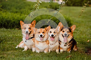 Four dogs breed Corgi in the Park