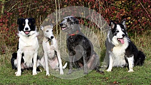 Four dogs (collies whippet lurcher) photo