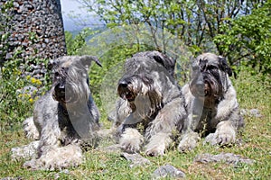 Four dogs - Giant Schnauzers