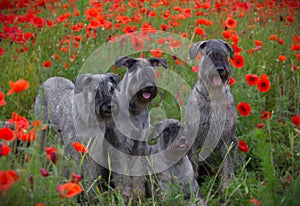 Four dogs - Giant Schnauzers