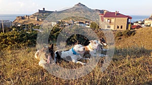 Four dogs lie in the grass in the mountains