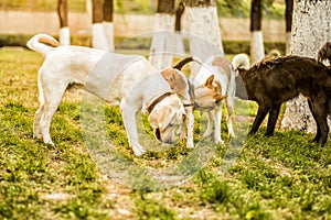 Four dogs playing in the park